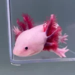 Rose (Female)