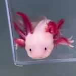 Zeus (Male)