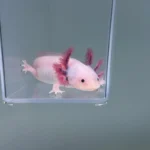 Charley (Male)