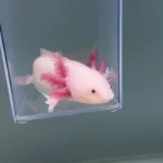 Cheeks (Male)