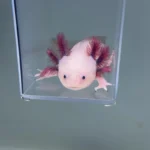 Arnold (Male)