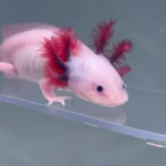 Gambit (Male)