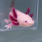 Big Chonk (Male)