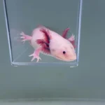 Maximus (Male)